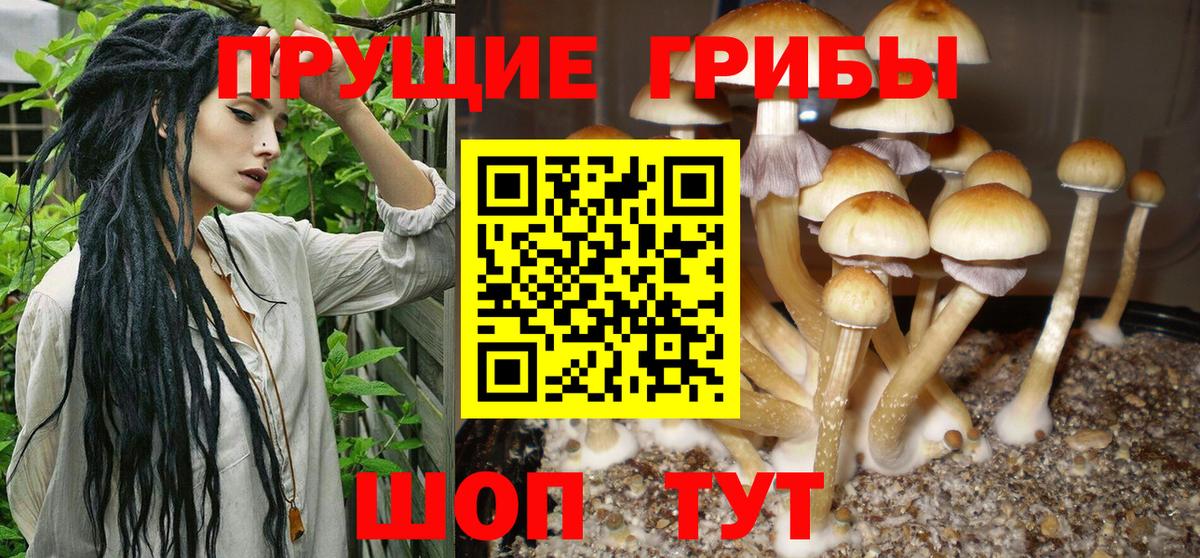 как найти закладки  Псилоцибиновые грибы мухоморы  Вход с VPN  Павлово 